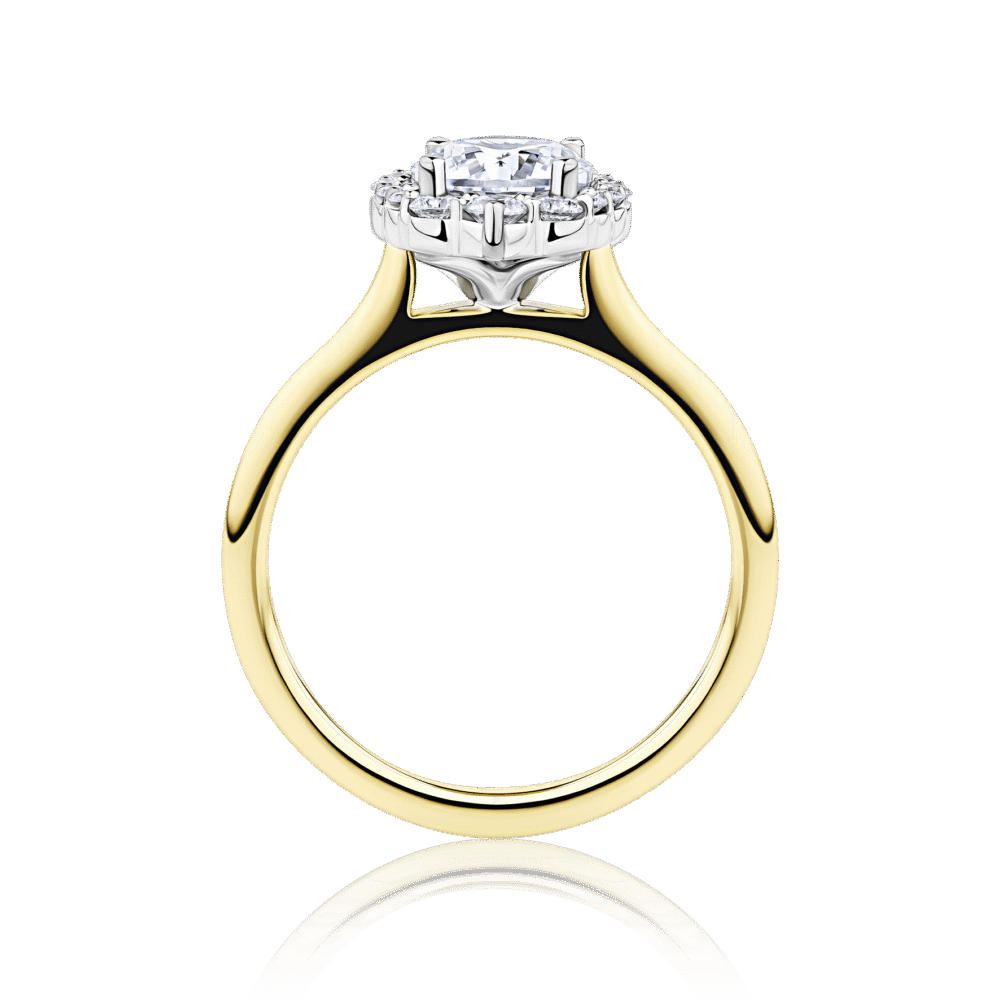Caladenia two tone yellow and white gold side