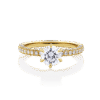 Boronia yellow gold
