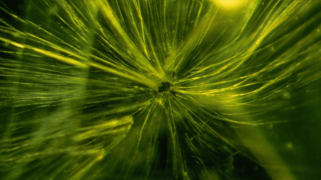 Horsetail inclusions dematoid garnet Courtesy of GIA